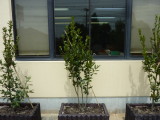img0009.jpg