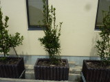 img0011.jpg