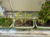 img0017.jpg