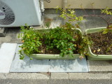 img0018.jpg