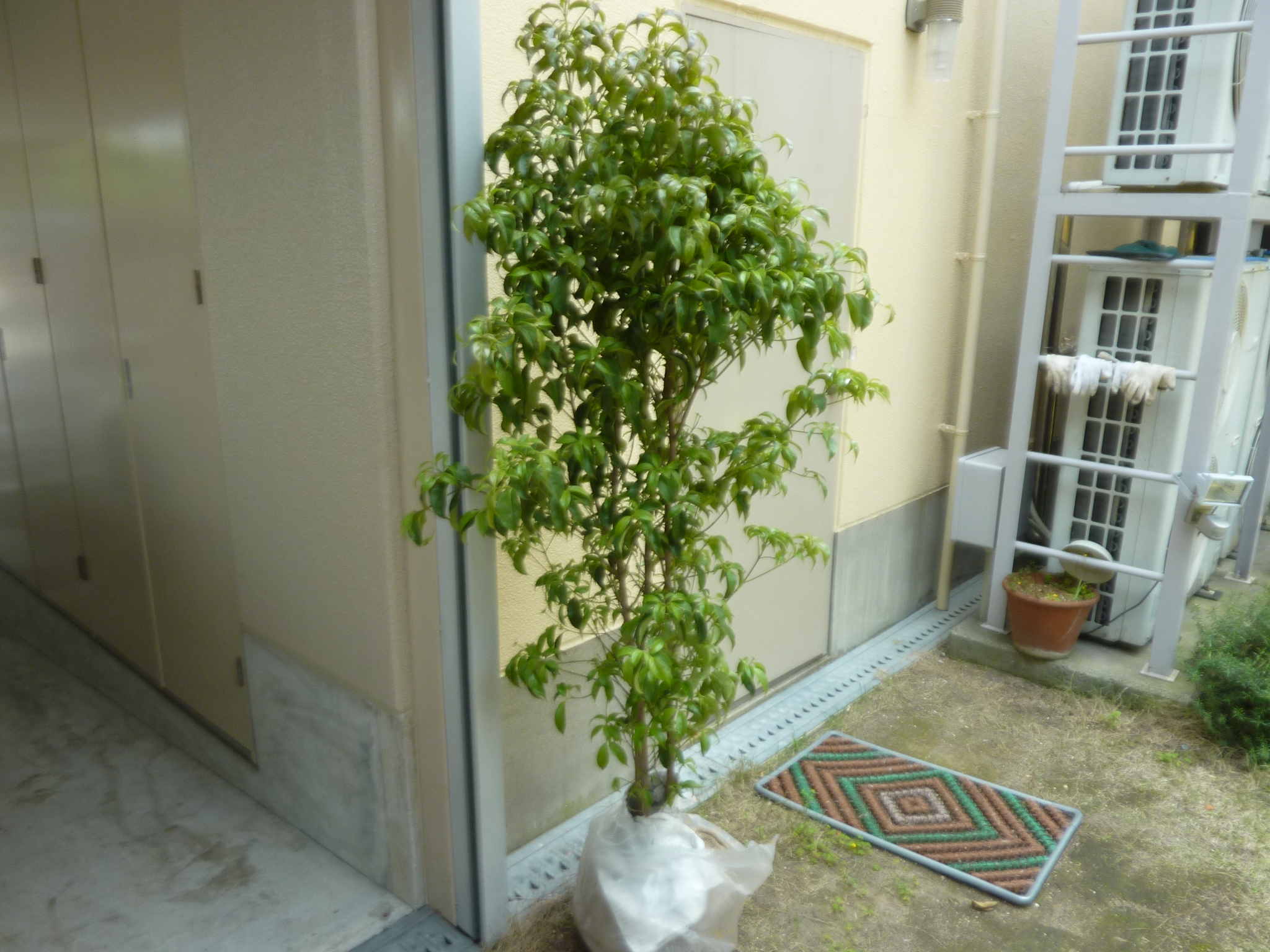 P1130700.JPG