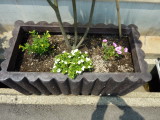 img0009.jpg