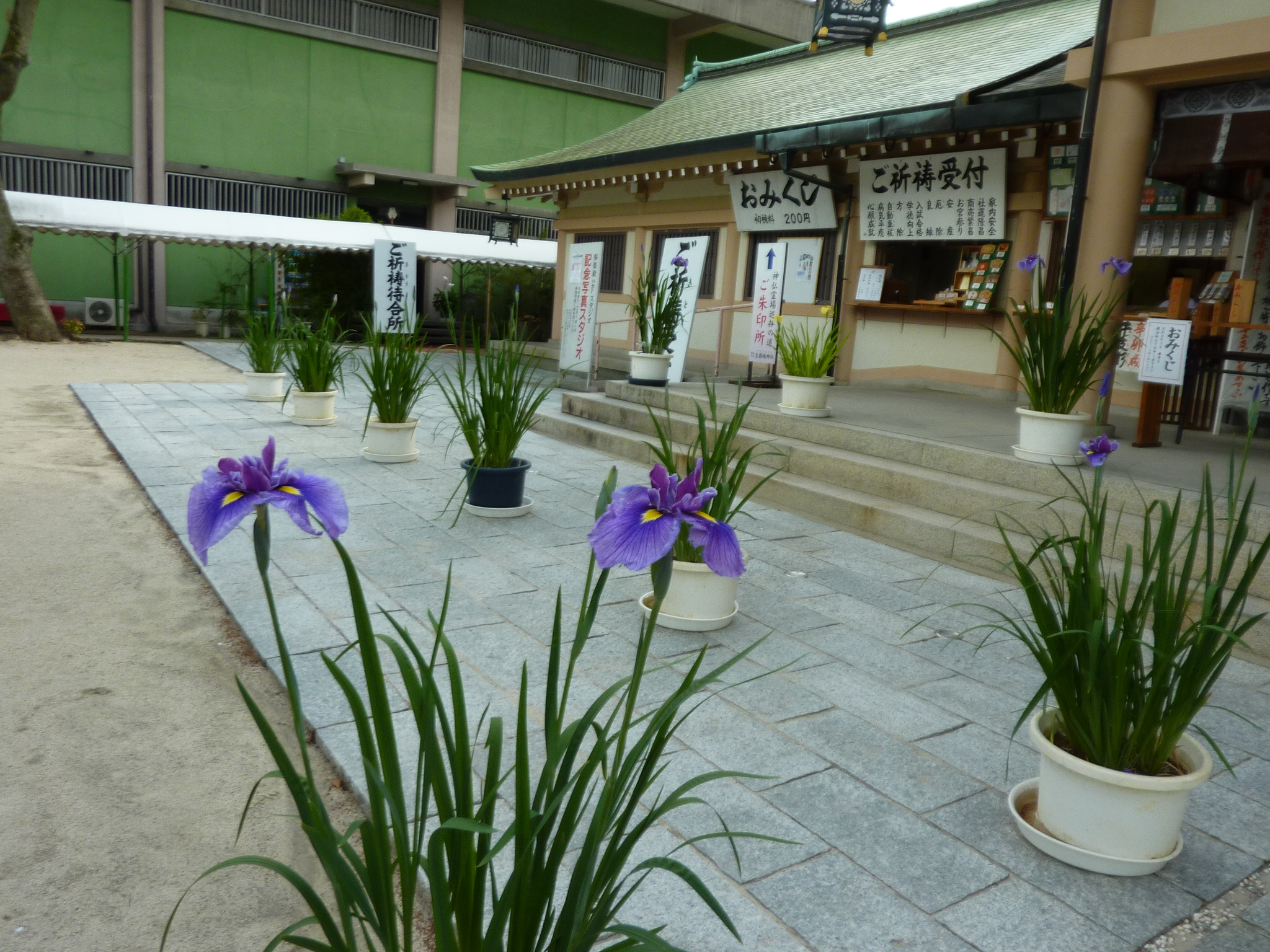 P1130759.JPG