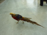 img0016.jpg