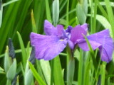 img0006.jpg