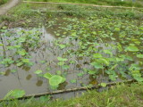 img0009.jpg
