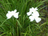 img0011.jpg