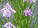 img0015.jpg