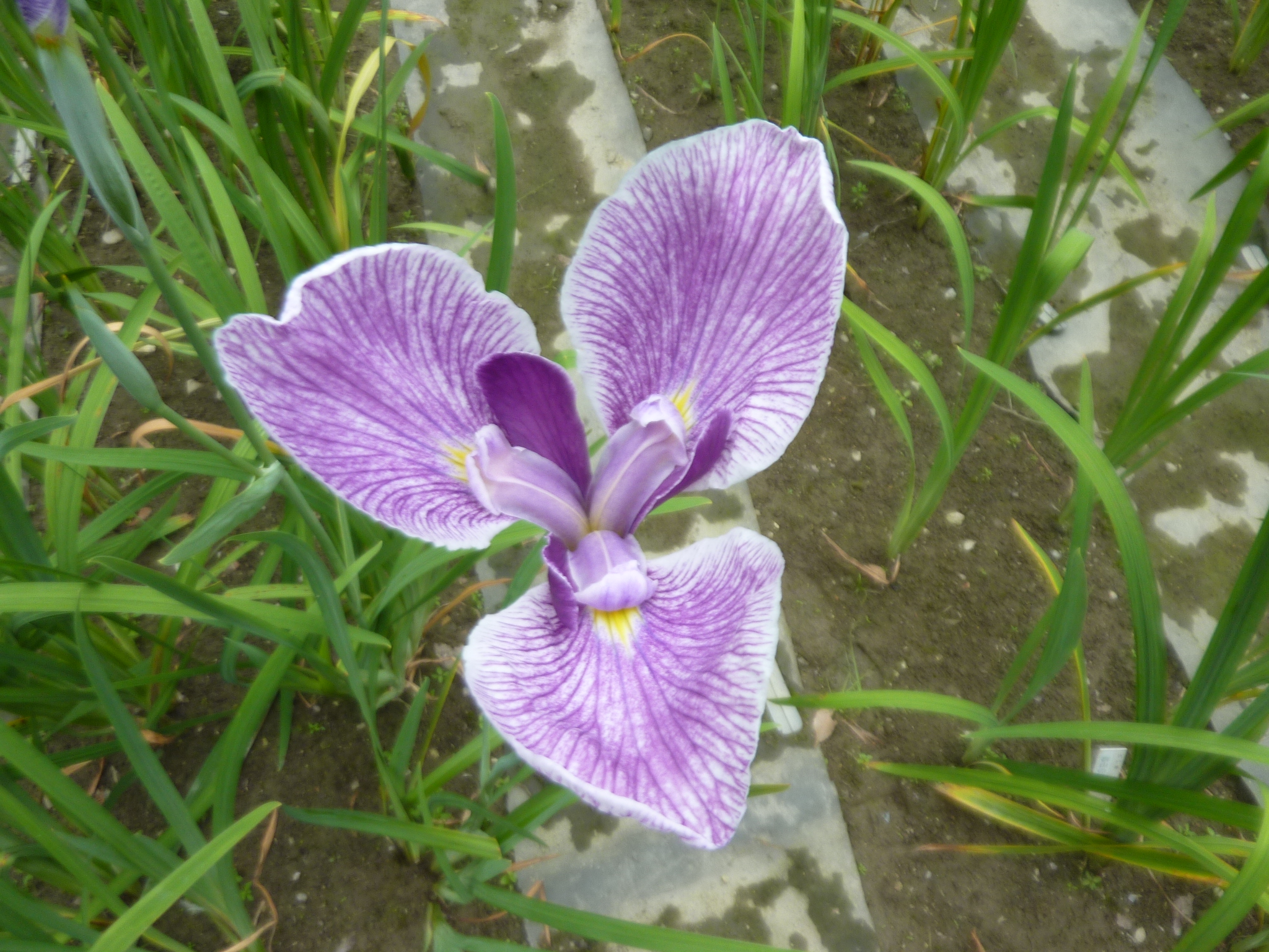 P1140123.JPG