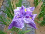 img0008.jpg