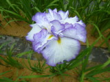 img0010.jpg
