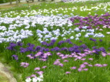 img0017.jpg