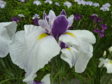 img0045.jpg