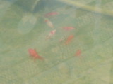 img0005.jpg