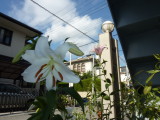 img0003.jpg