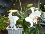 img0000.jpg