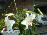 img0001.jpg