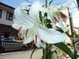 img0003.jpg
