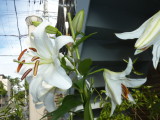 img0004.jpg