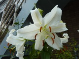 img0008.jpg