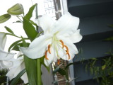 img0009.jpg
