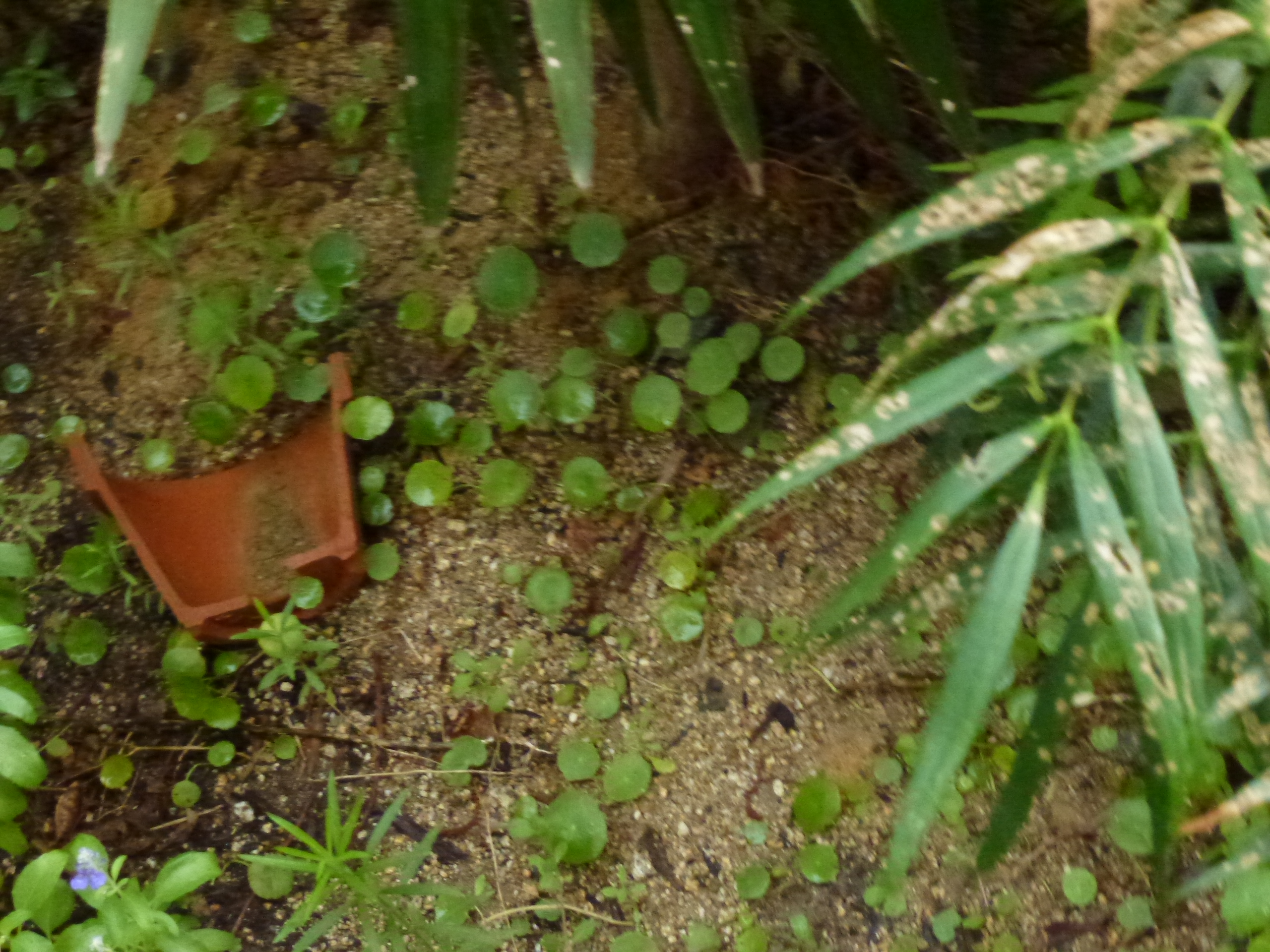 P1000570.JPG