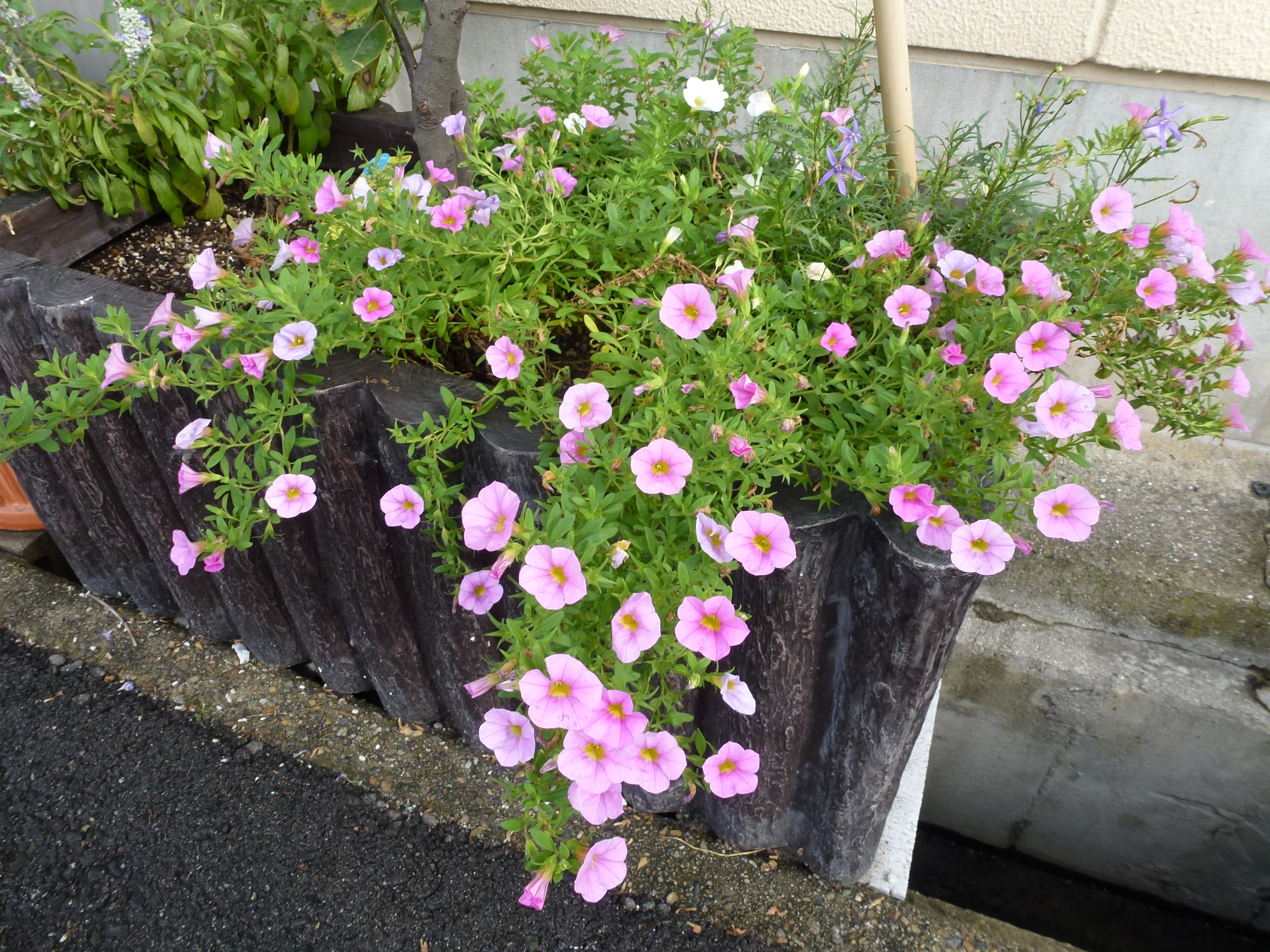 P1000573.JPG