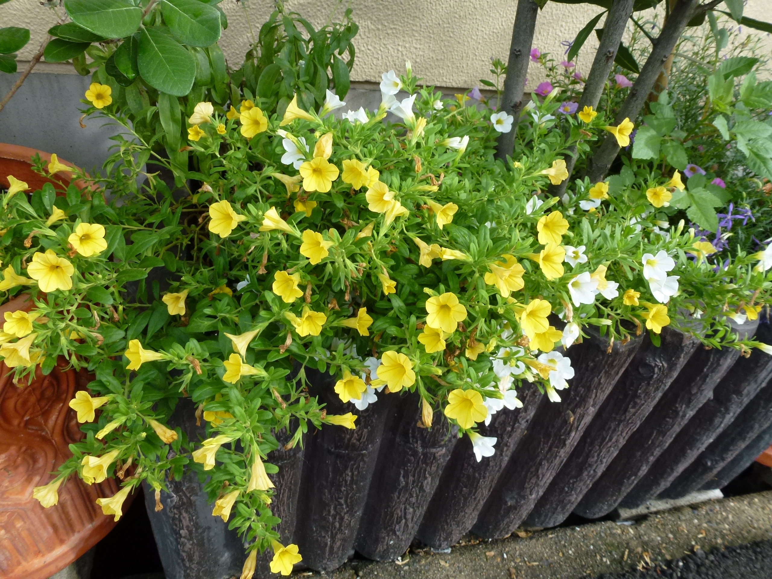 P1000574.JPG