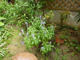 img0006.jpg