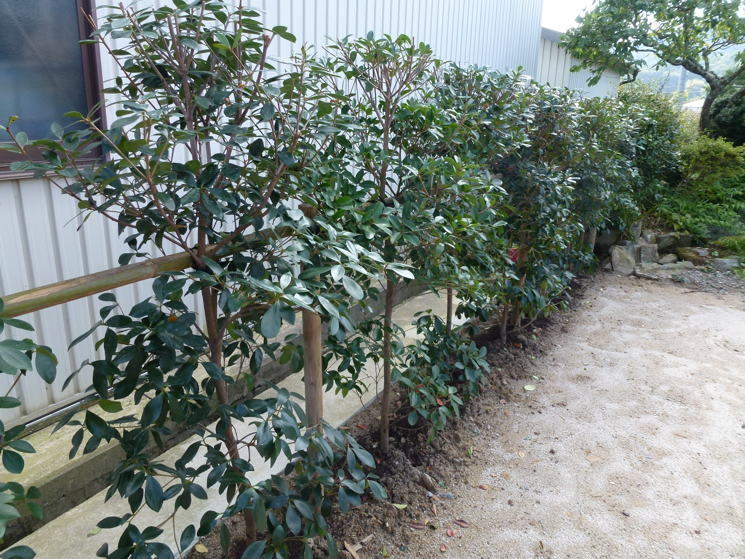 P1000729.JPG