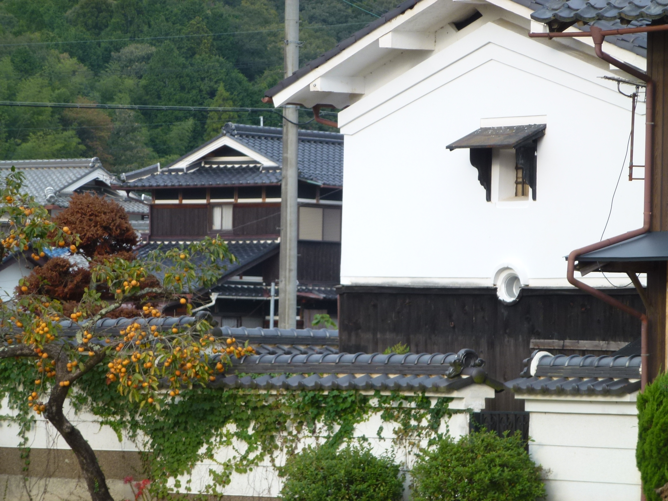 P1010009.JPG