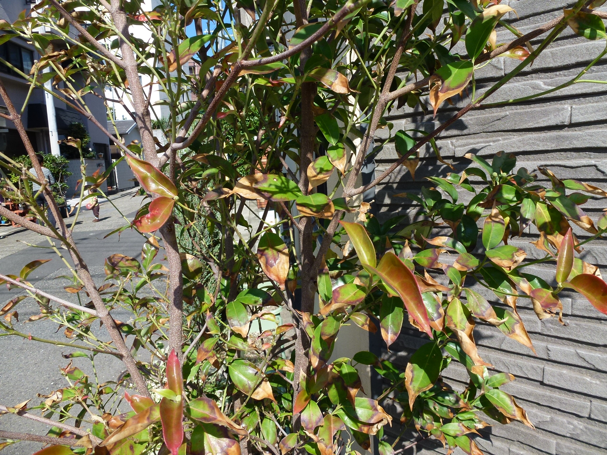 P1010240.JPG