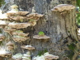 img0010.jpg
