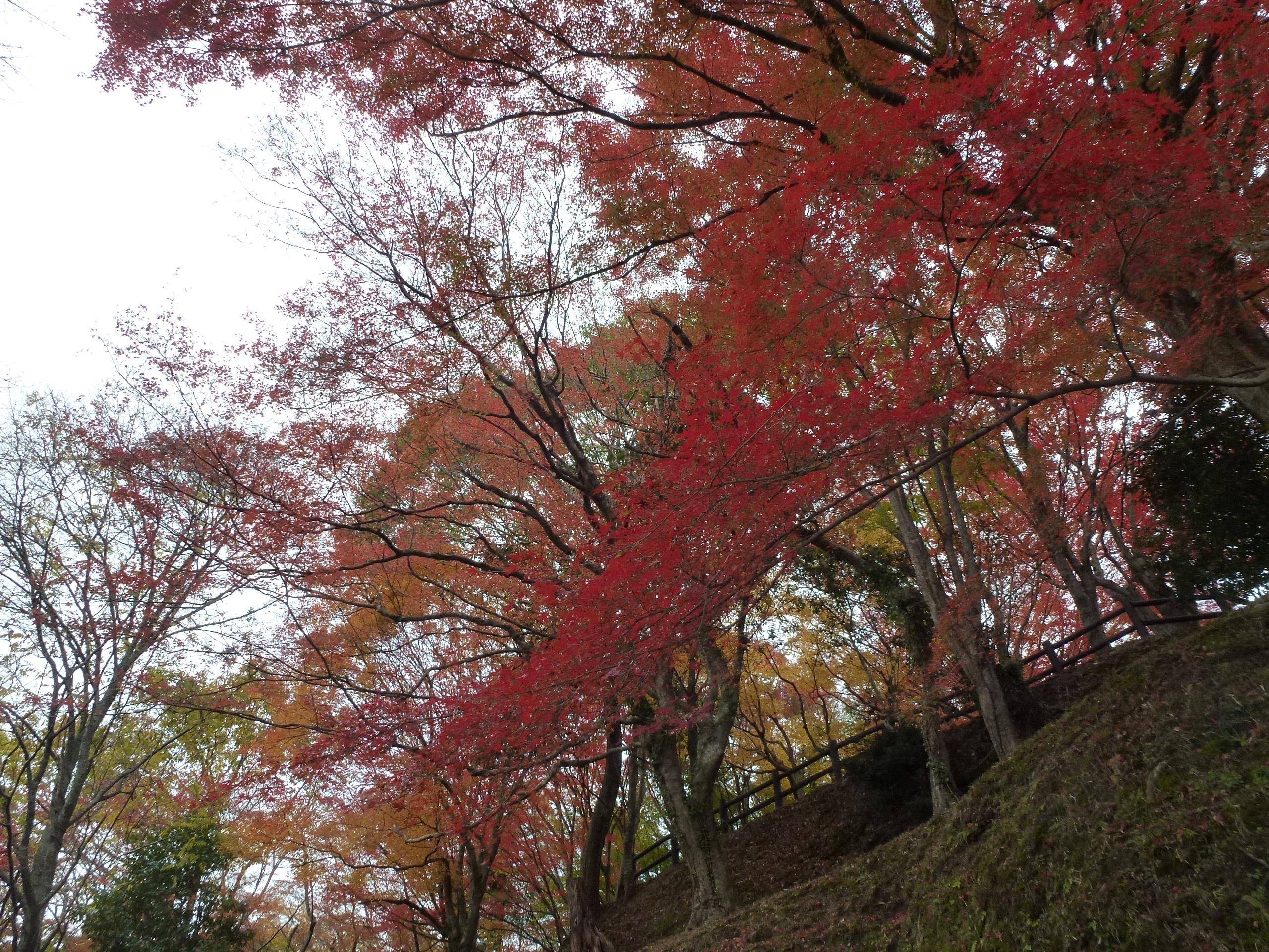 P1010394.JPG