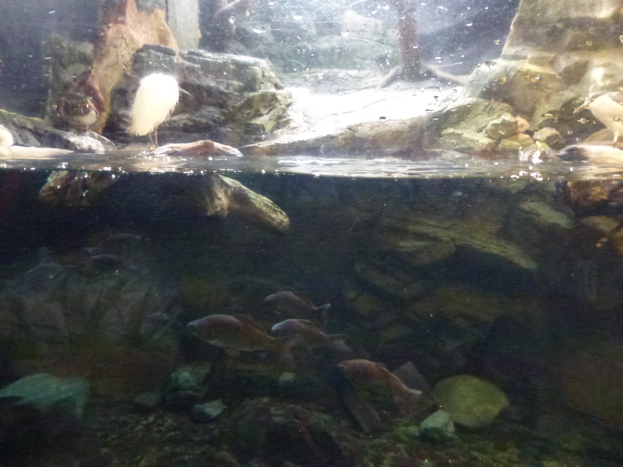 P1020421.JPG