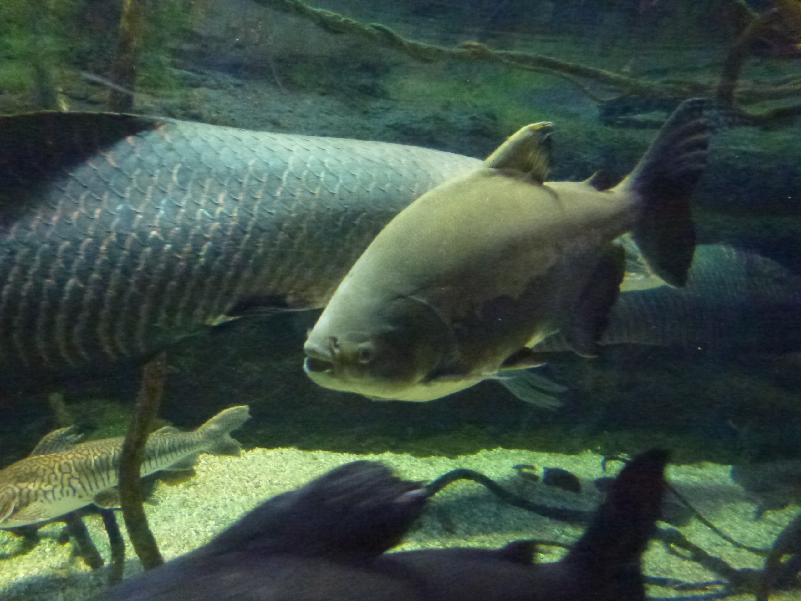 P1020447.JPG