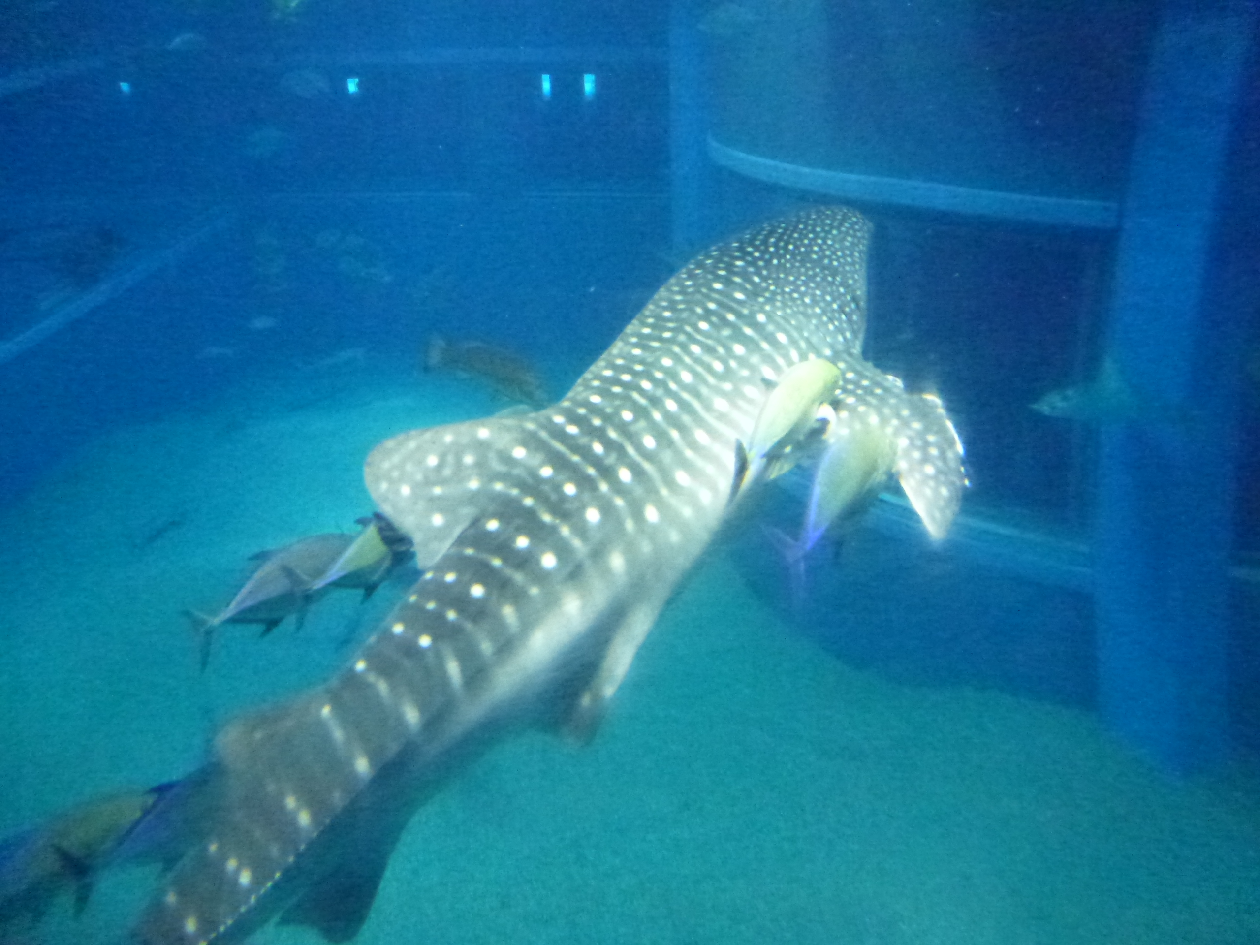 P1020474.JPG