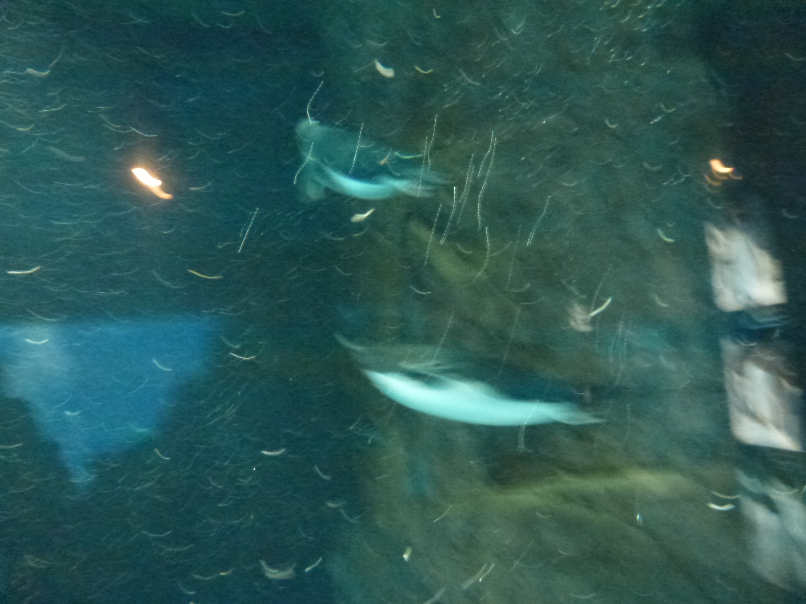 P1020496.JPG