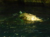 img0017.jpg