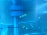 img0050.jpg
