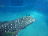 img0059.jpg