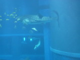 img0064.jpg