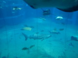 img0066.jpg