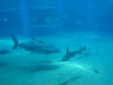 img0076.jpg