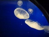 img0096.jpg