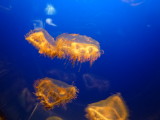 img0106.jpg