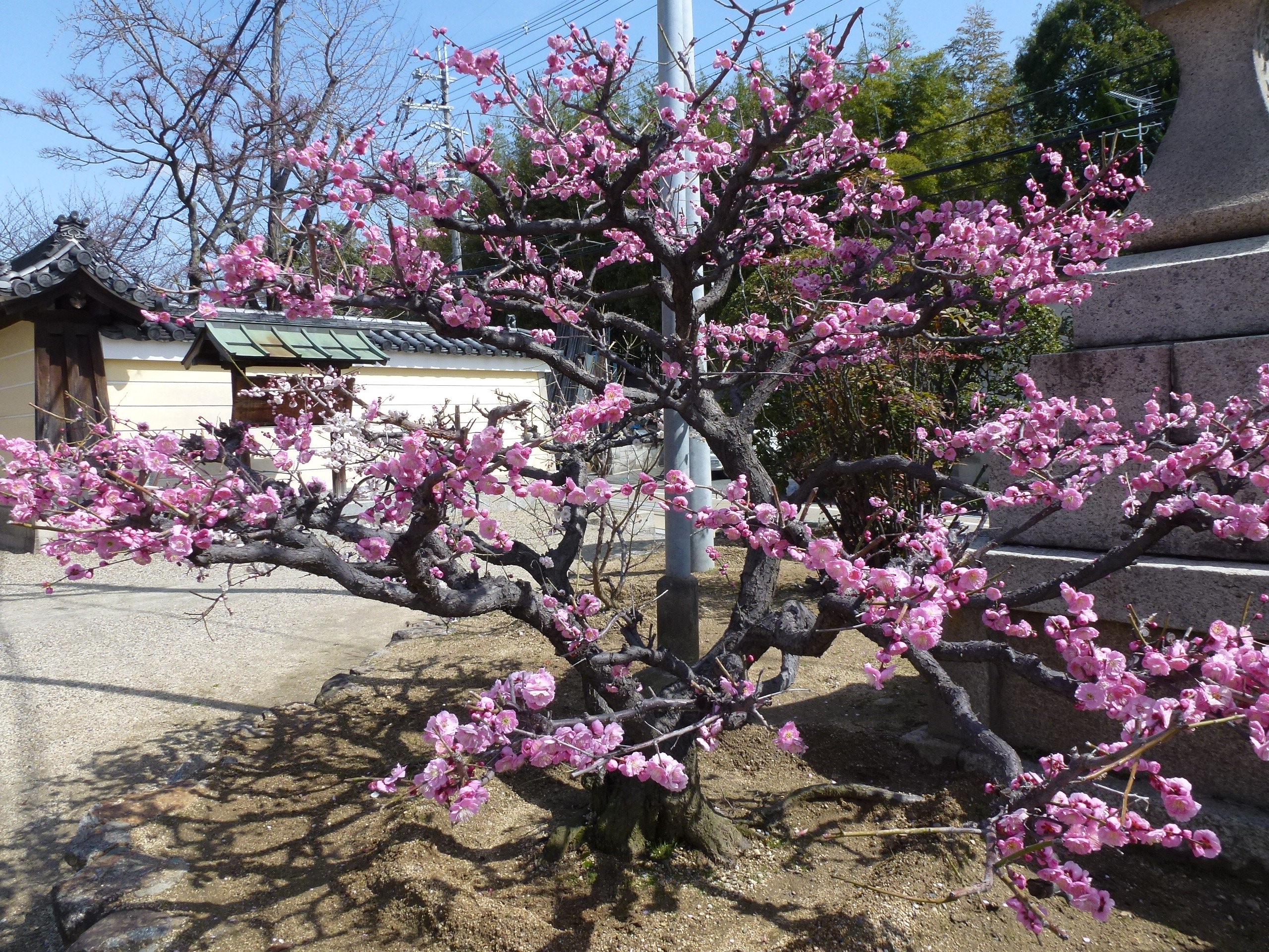 P1030824.JPG