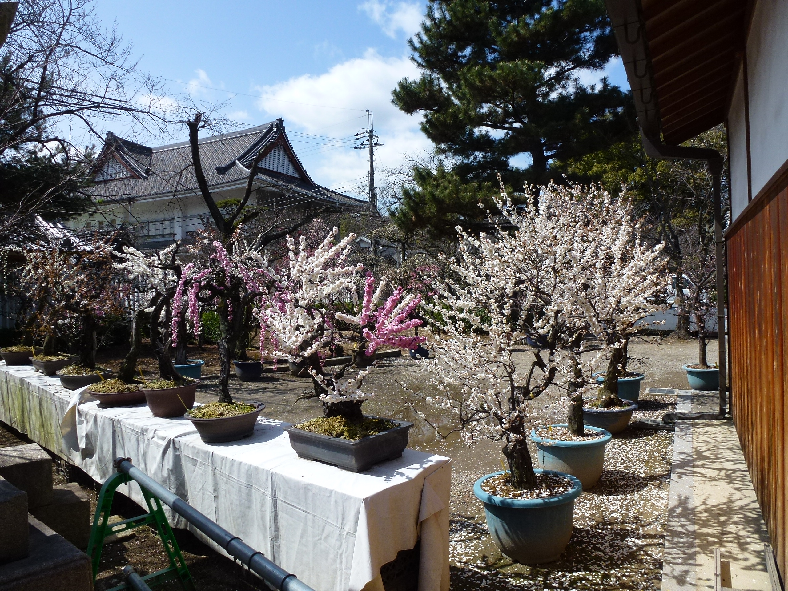 P1030836.JPG