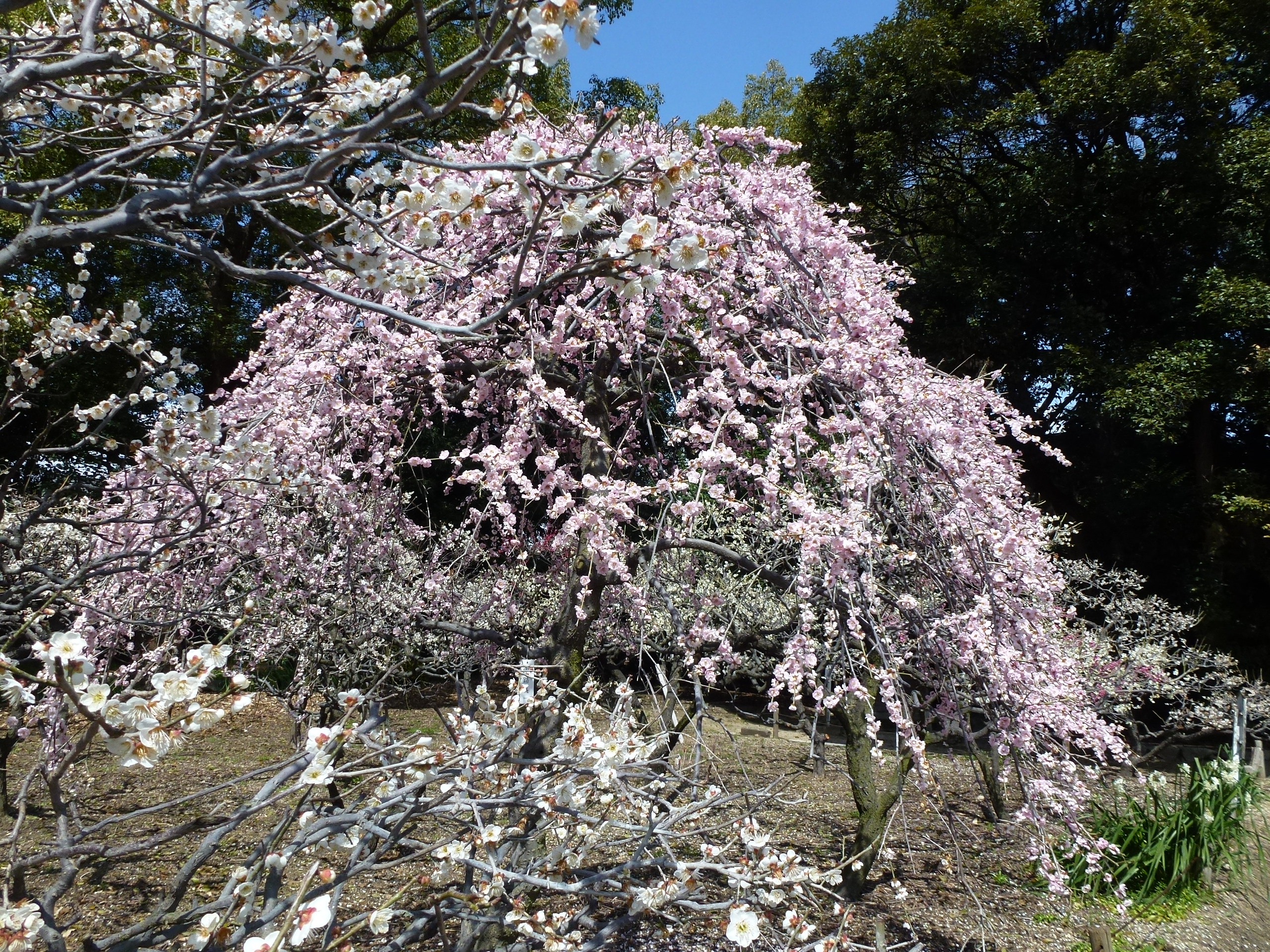 P1030844.JPG