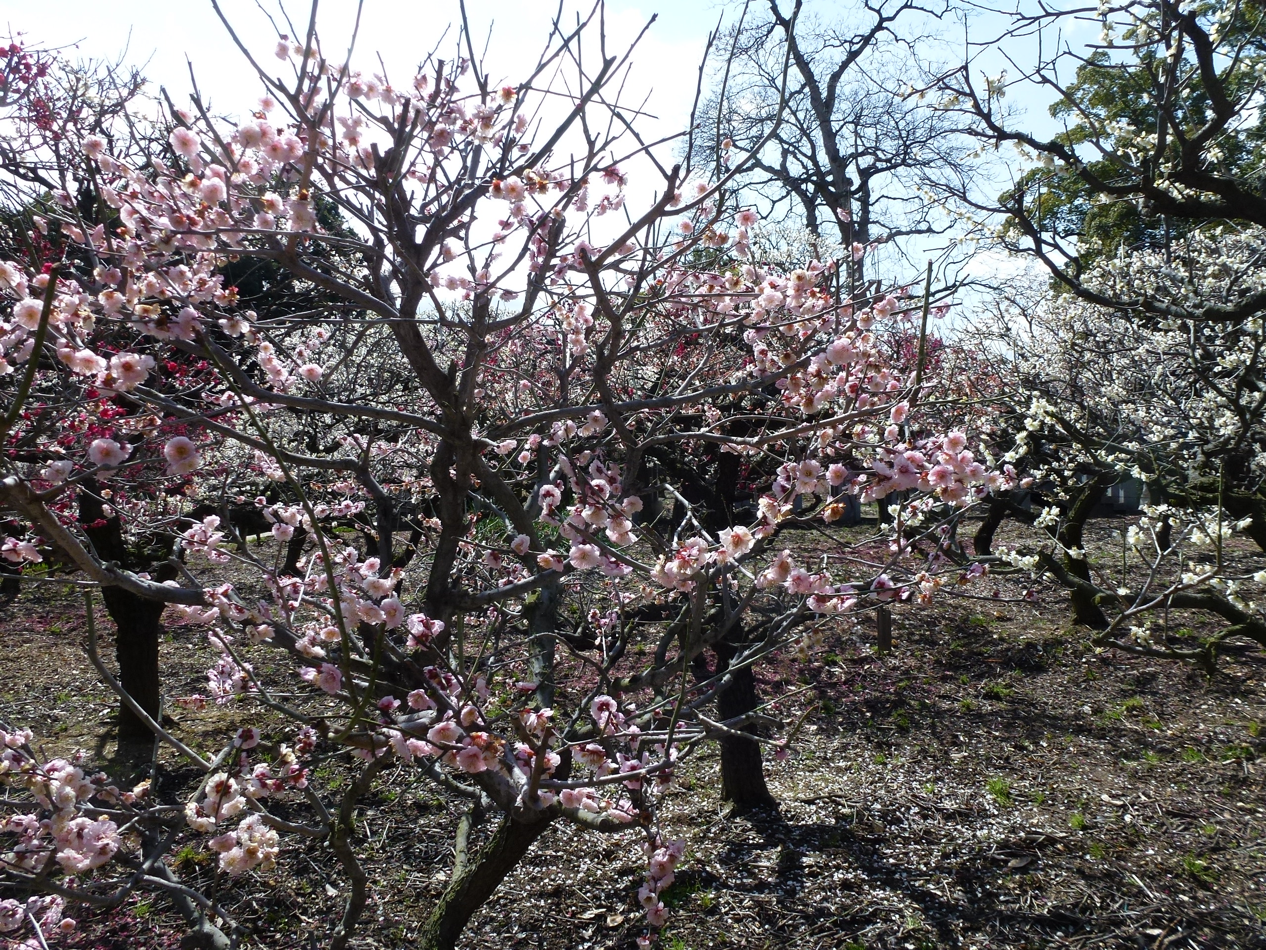 P1030846.JPG
